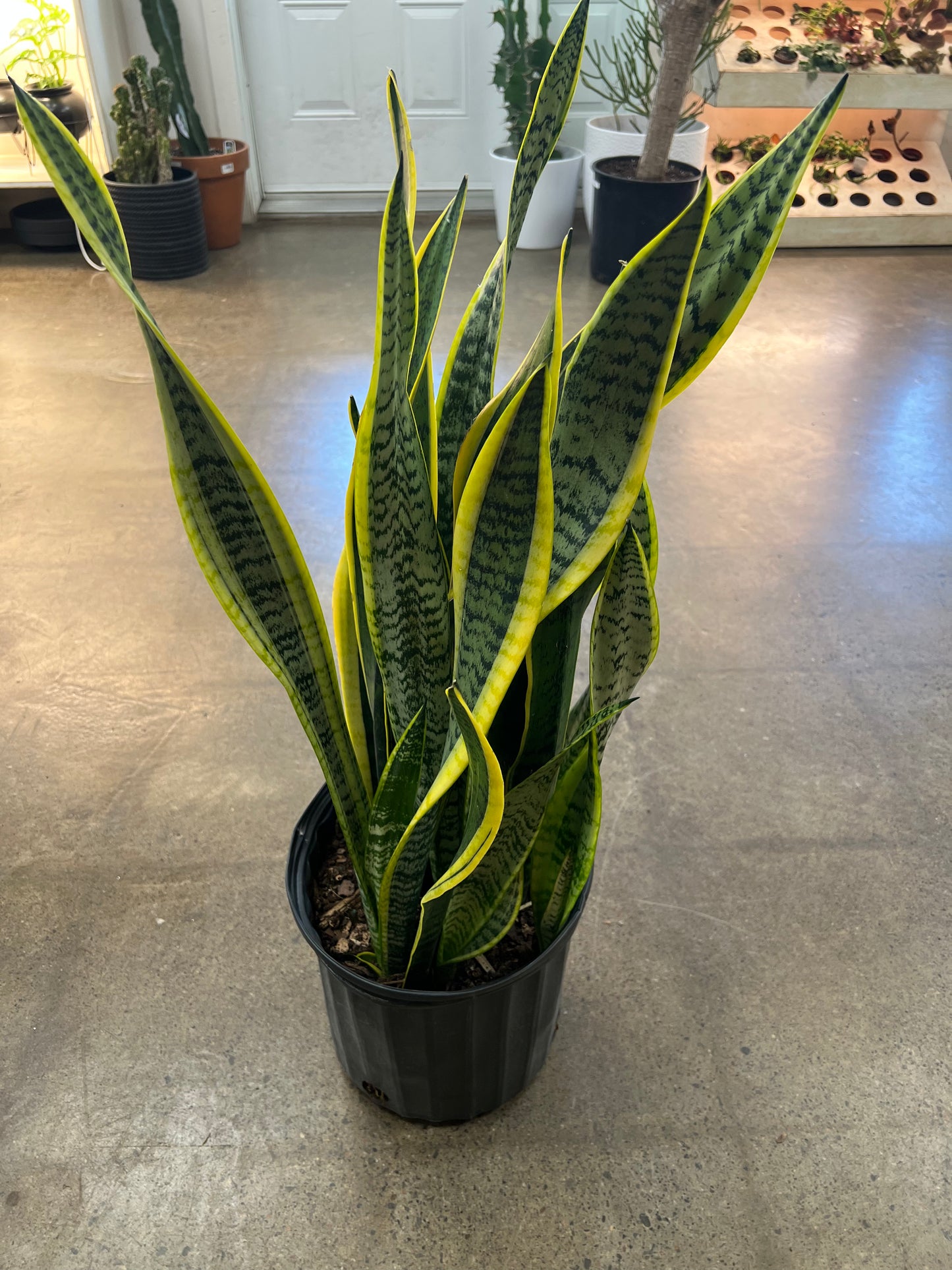 Sansevière Laurentii