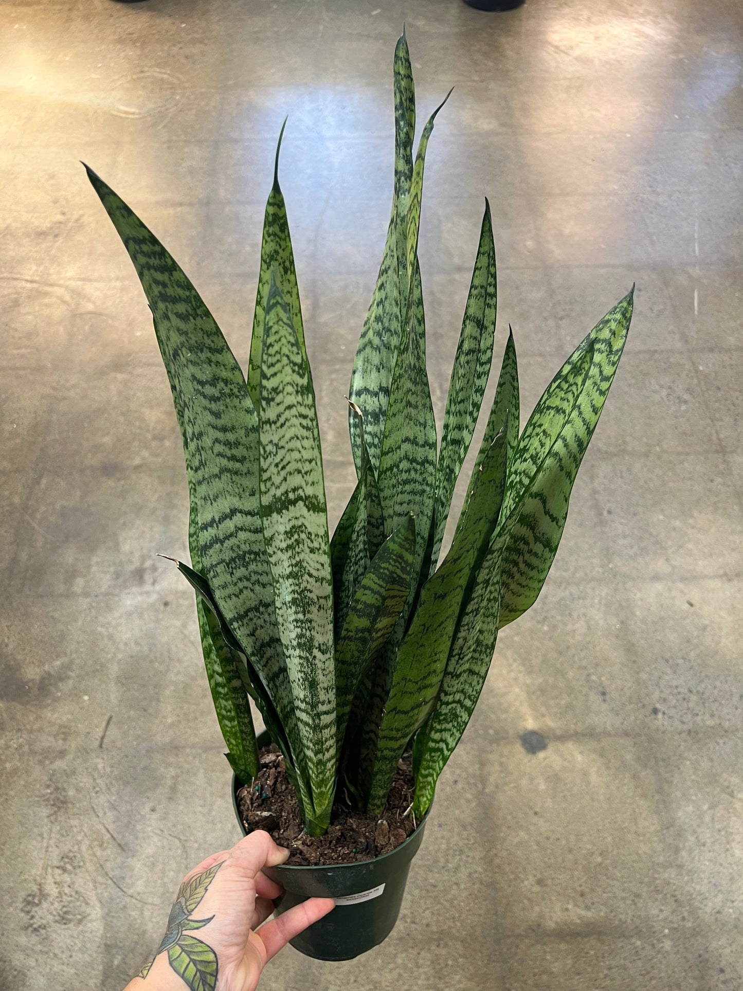 Sansevière Zeylanica