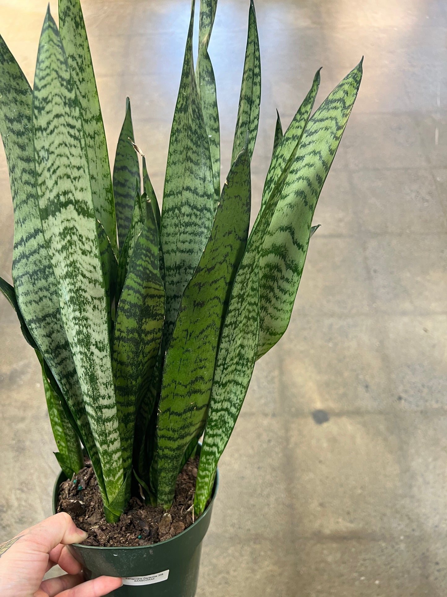 Sansevière Zeylanica