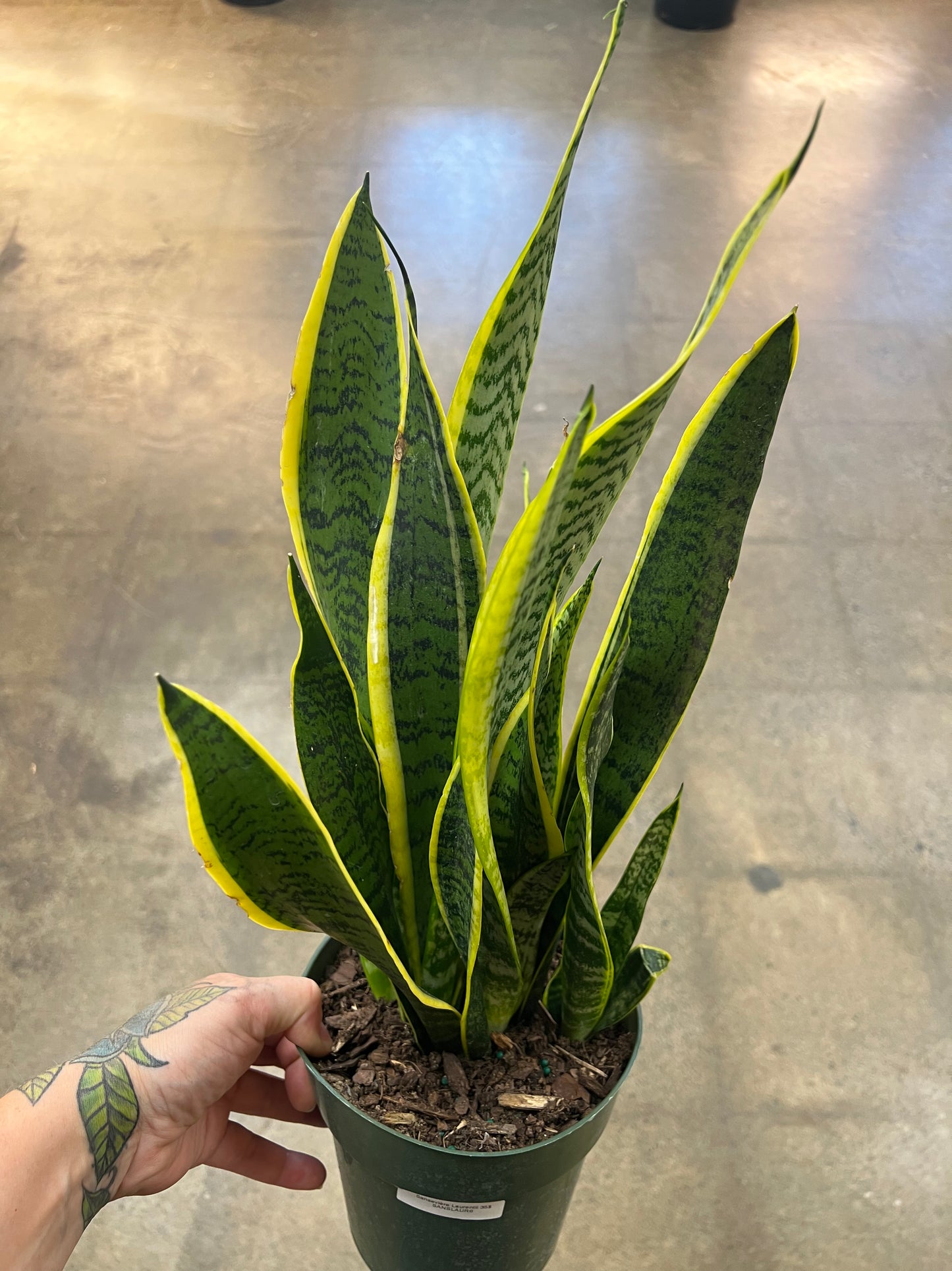 Sansevière Laurentii