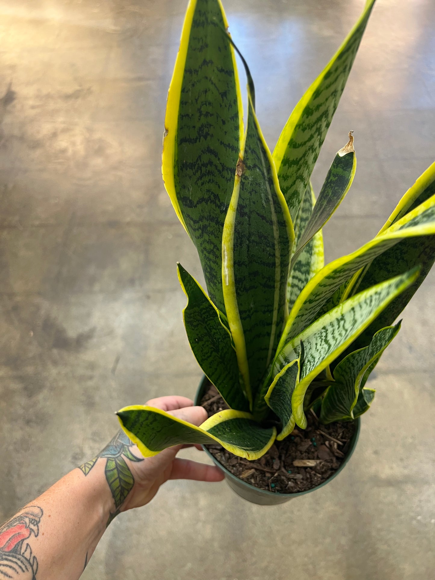 Sansevière Laurentii