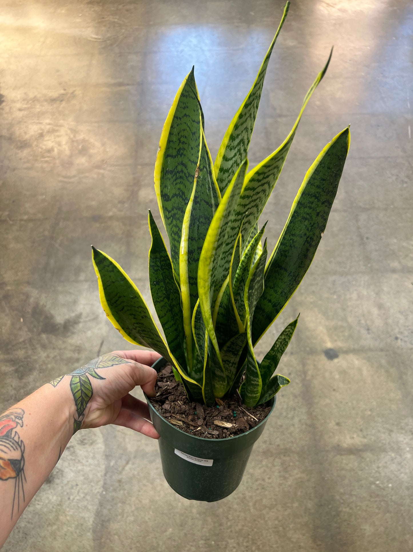 Sansevière Laurentii