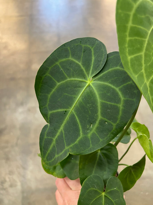 Anthurium Clarinervium