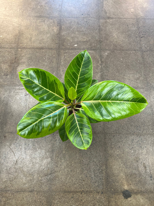 Ficus Altissima