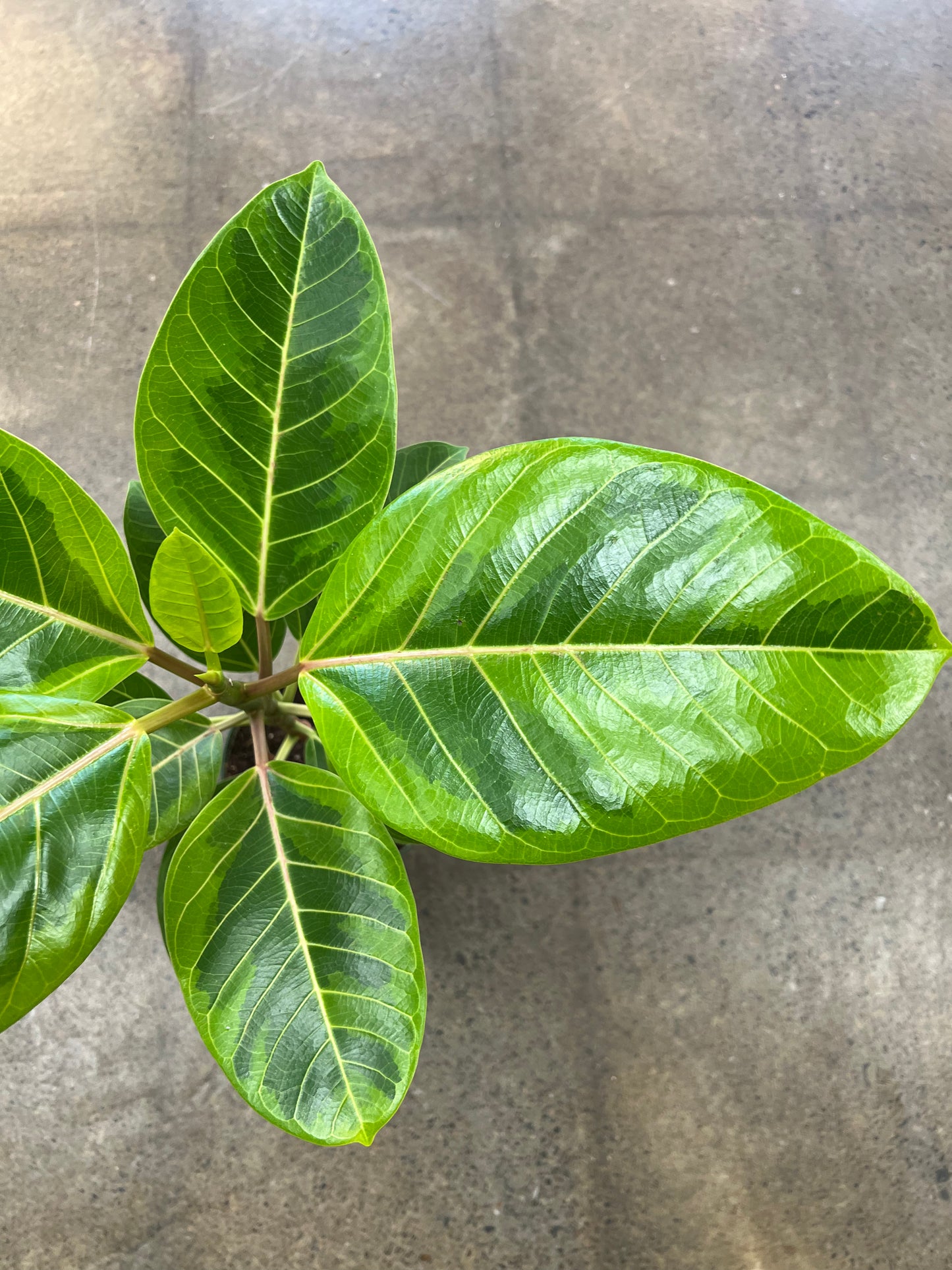 Ficus Altissima