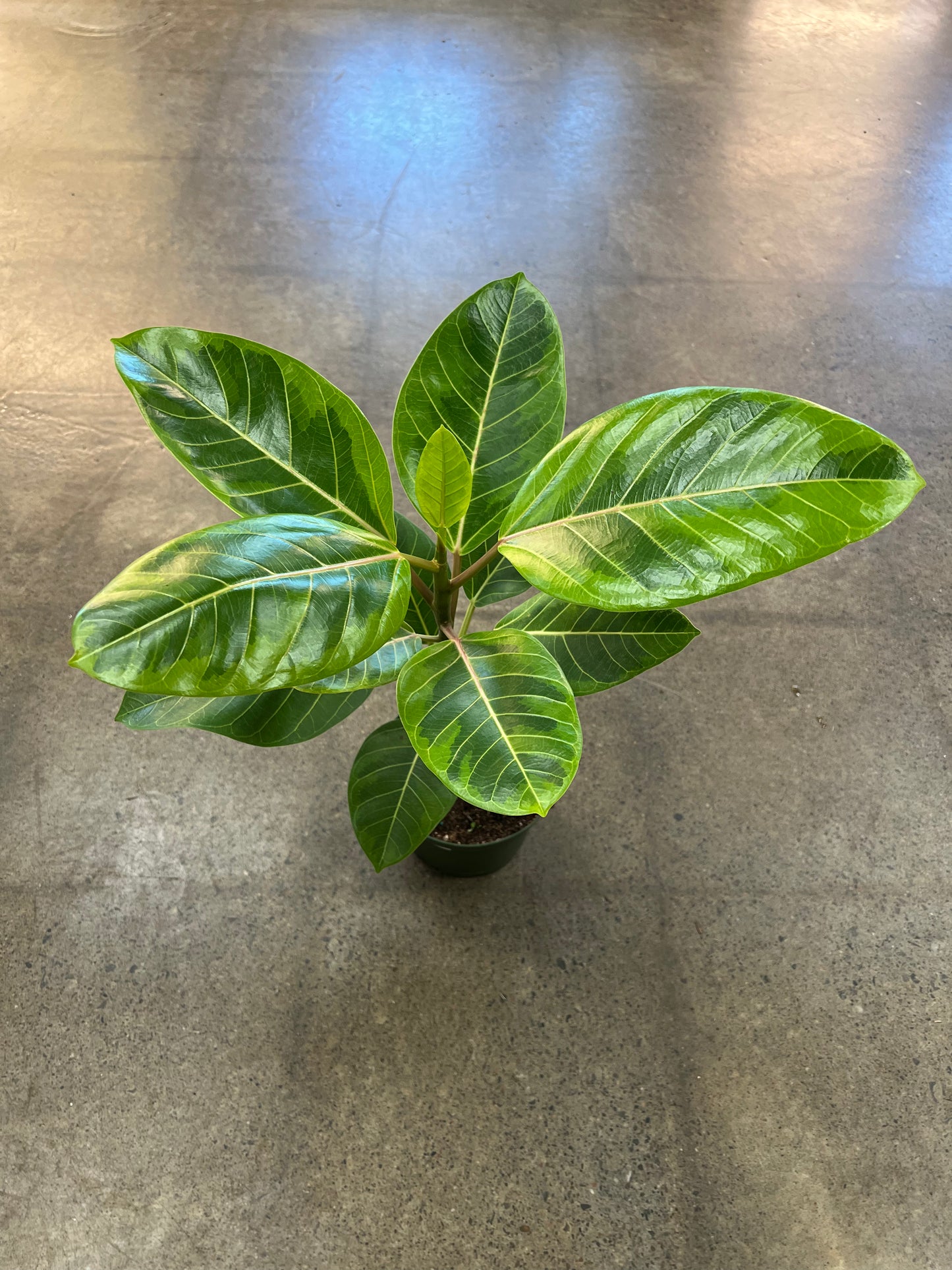 Ficus Altissima