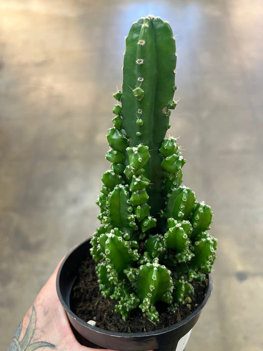 Cereus Peruvianus Paolina