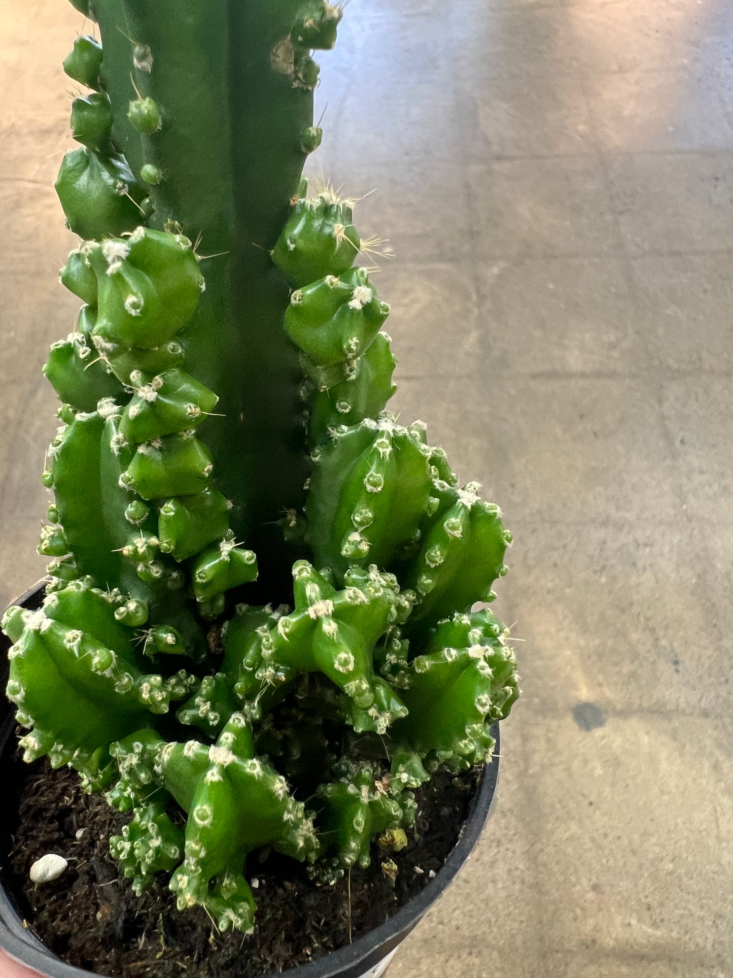 Cereus Peruvianus Paolina