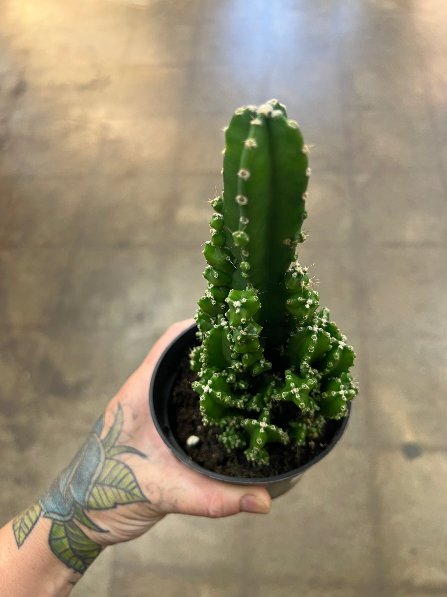 Cereus Peruvianus Paolina