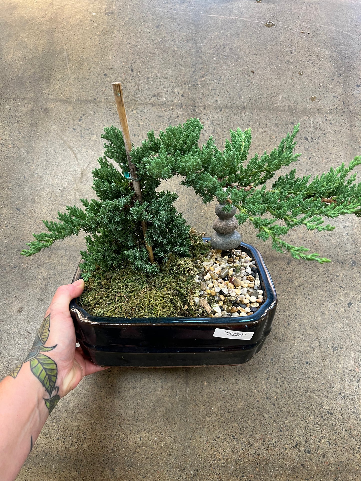 Bonsaï Juniper