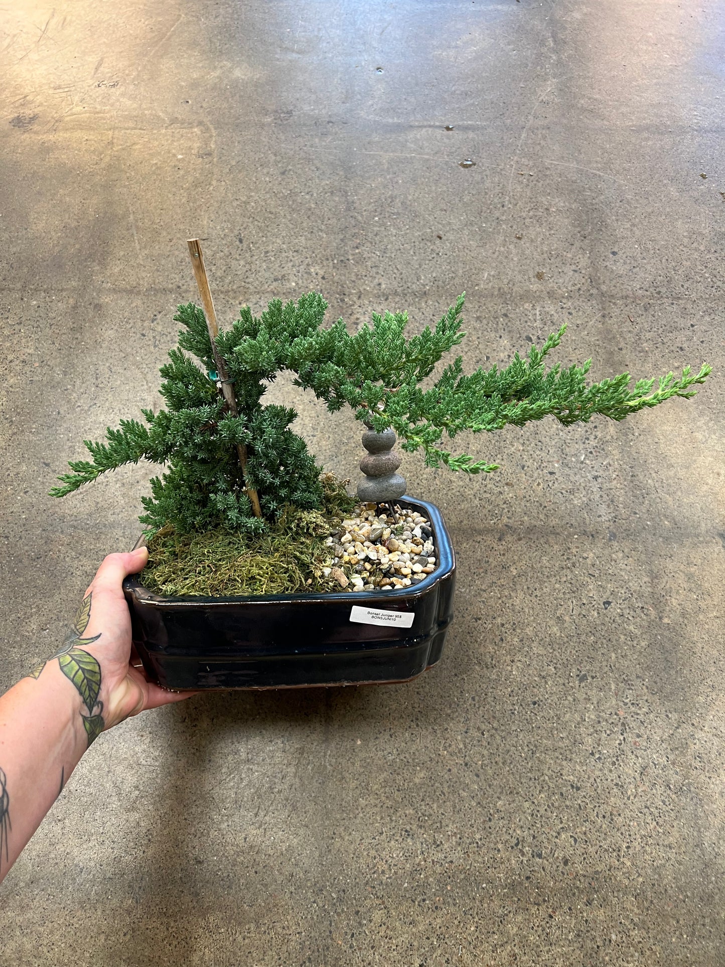 Bonsaï Juniper