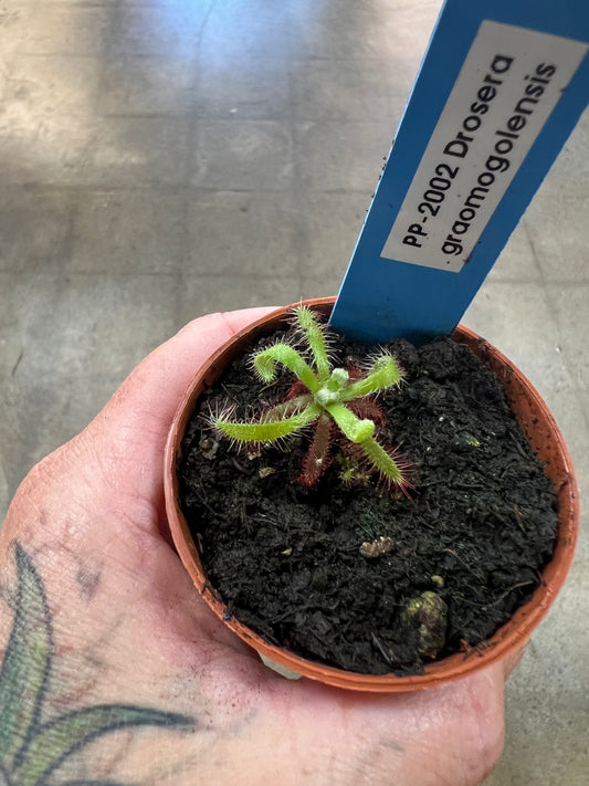 Drosera Graomogolensis