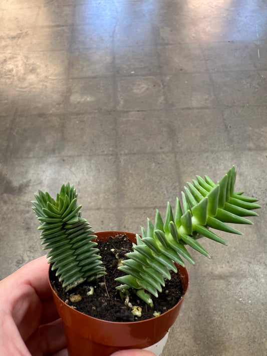 Crassula Pyramidalis Congesta
