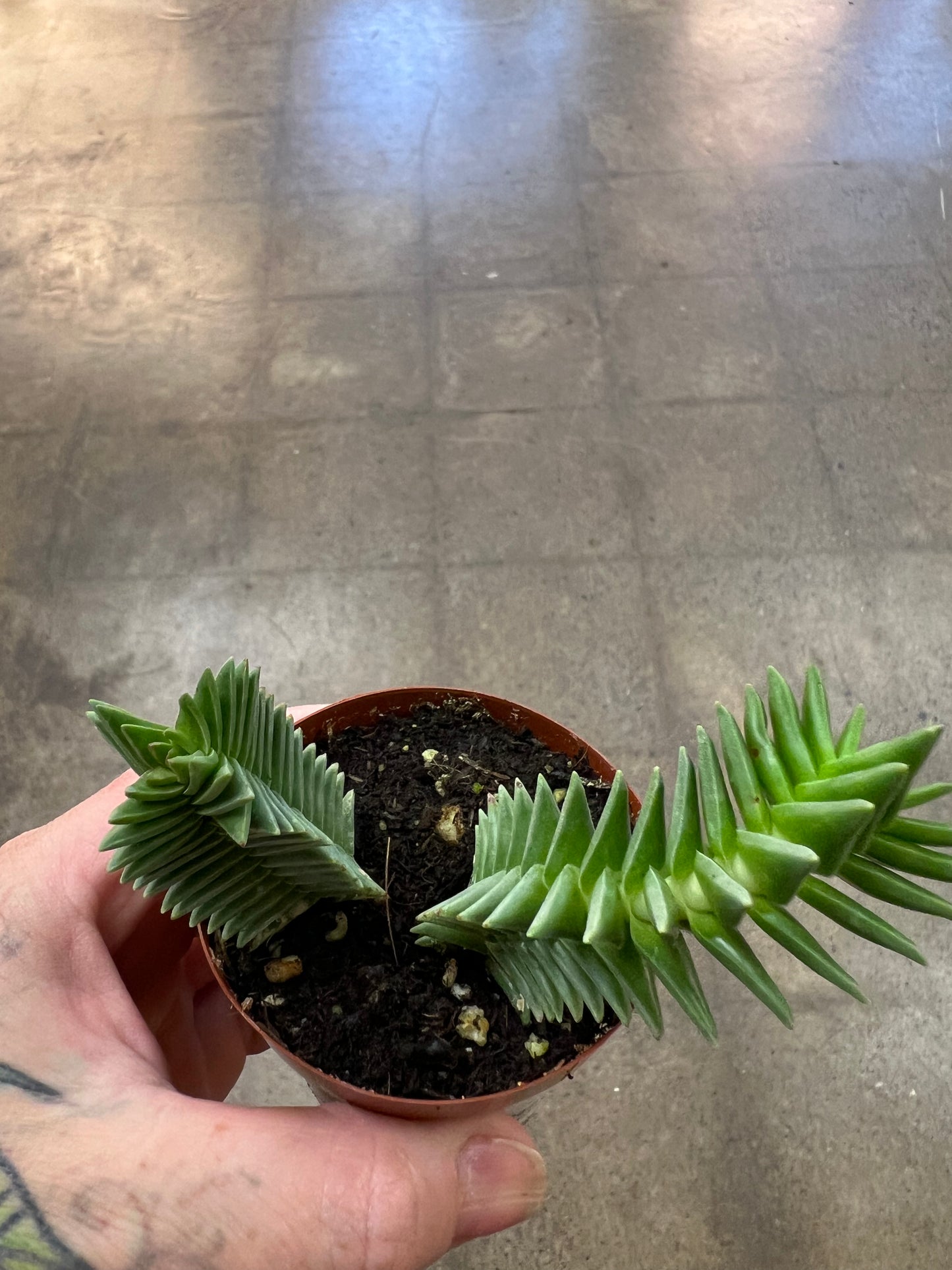 Crassula Pyramidalis Congesta