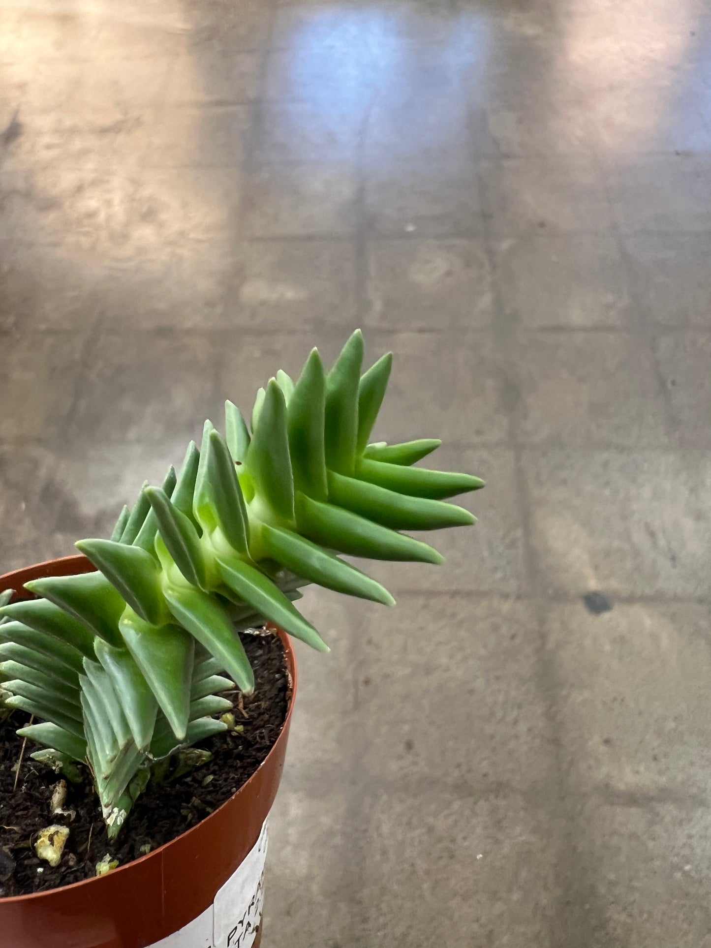 Crassula Pyramidalis Congesta