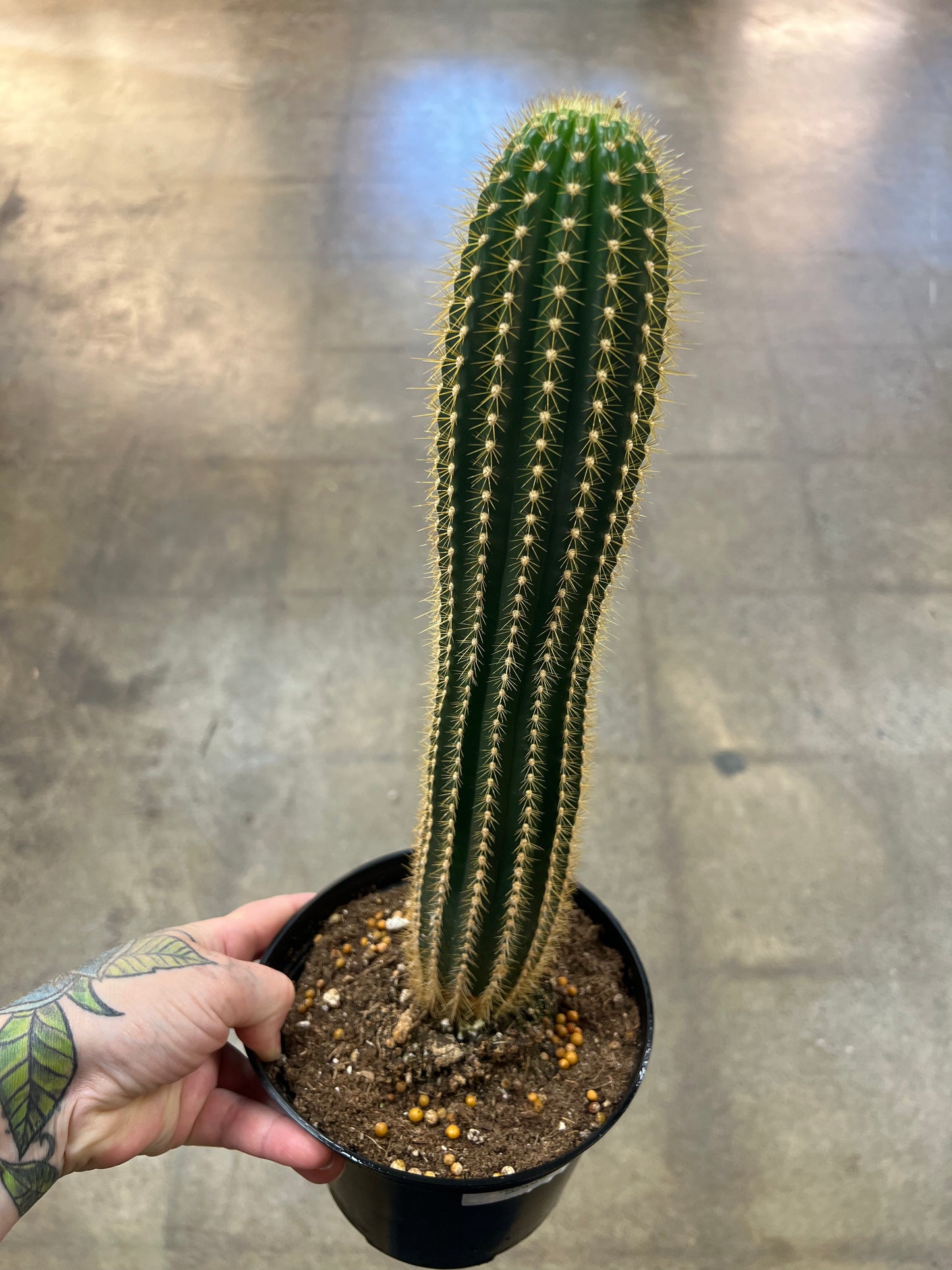 Cactus Asst.