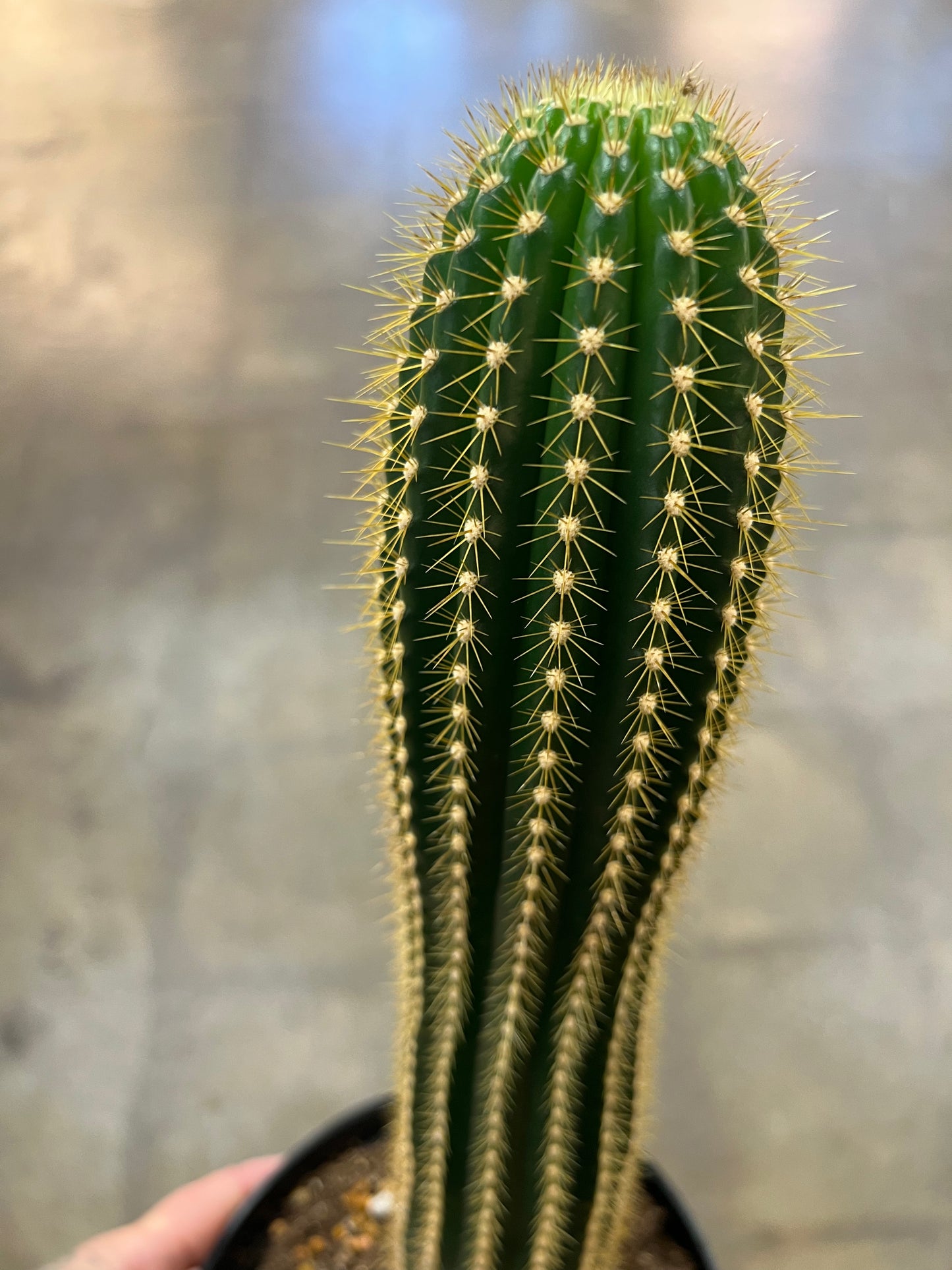 Cactus Asst.