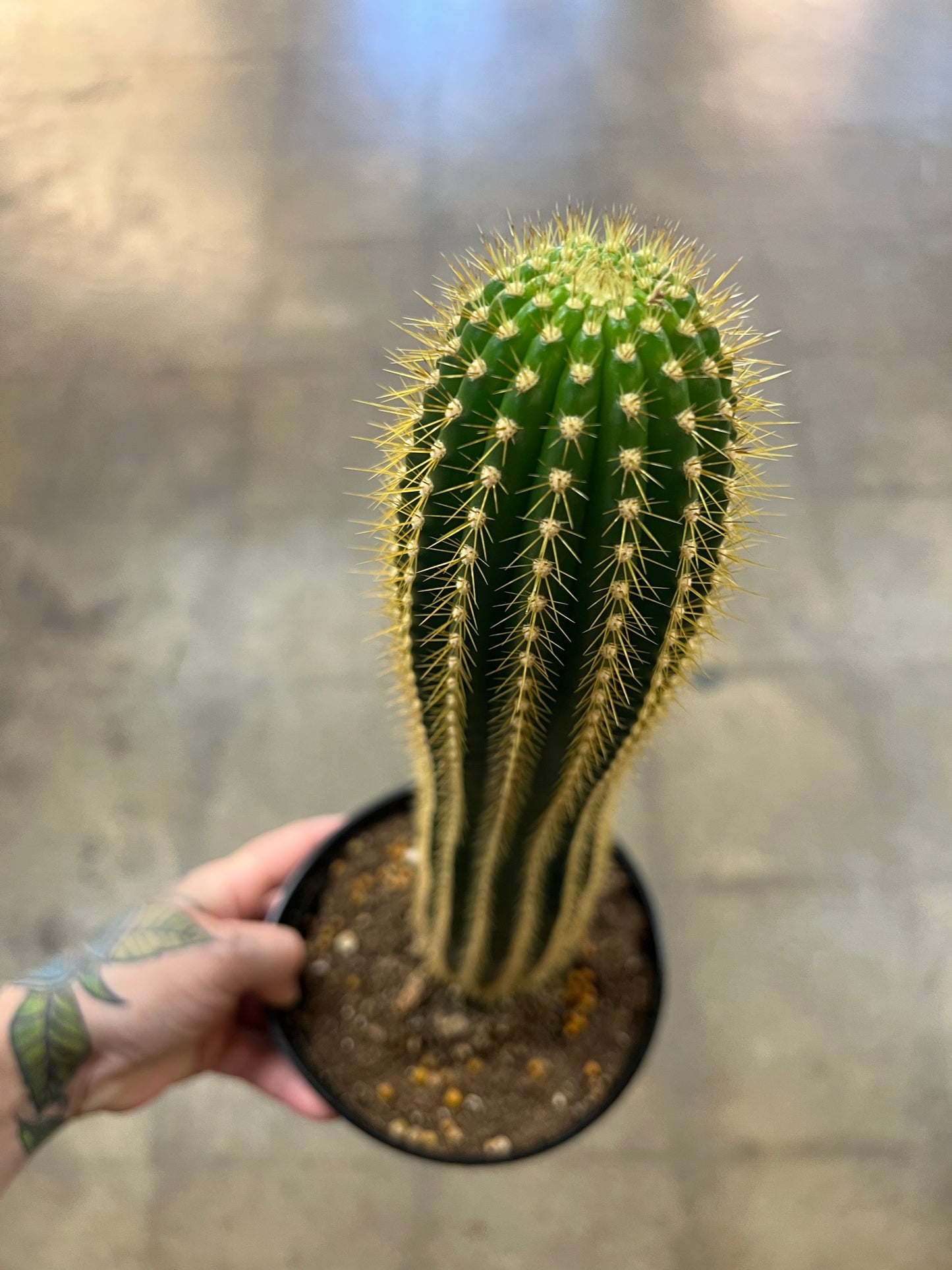 Cactus Asst.