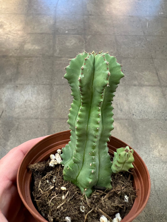 Euphorbia Fruticosa Inermis