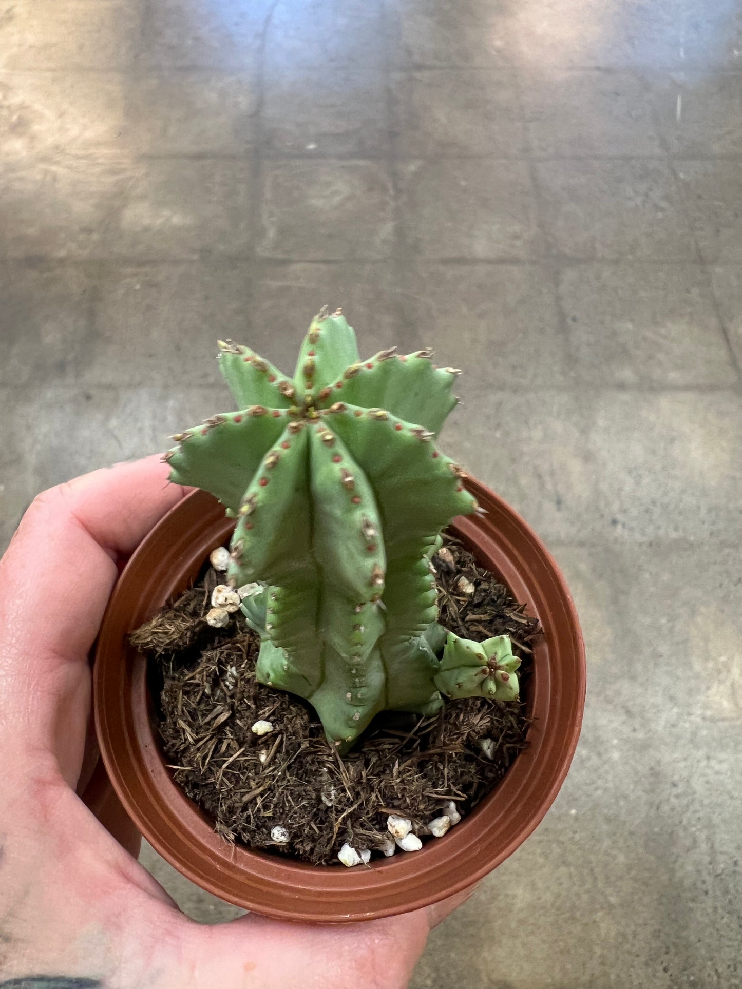 Euphorbia Fruticosa Inermis
