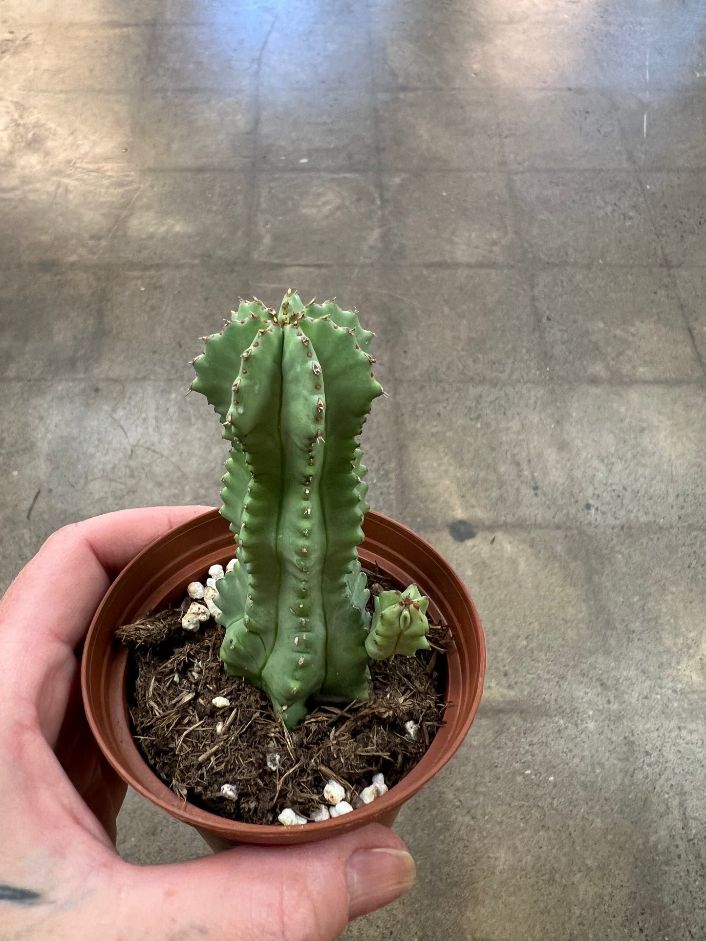 Euphorbia Fruticosa Inermis