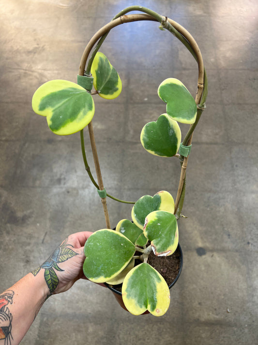 Hoya Kerri Variegated