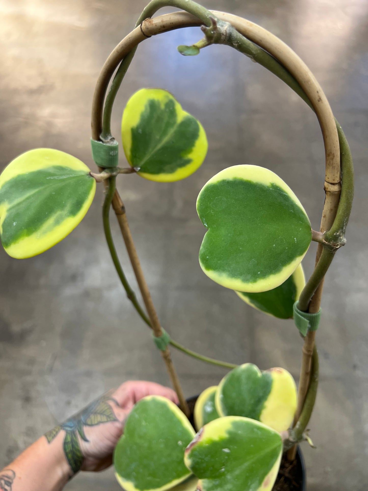 Hoya Kerri Variegated