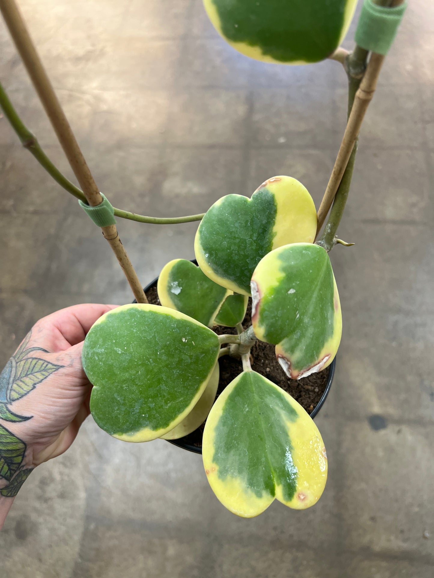 Hoya Kerri Variegated