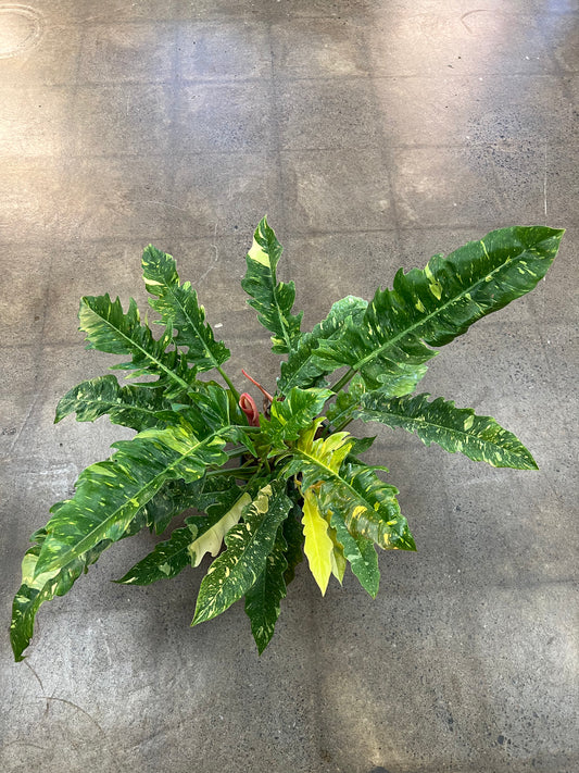 Philodendron Ring Of Fire