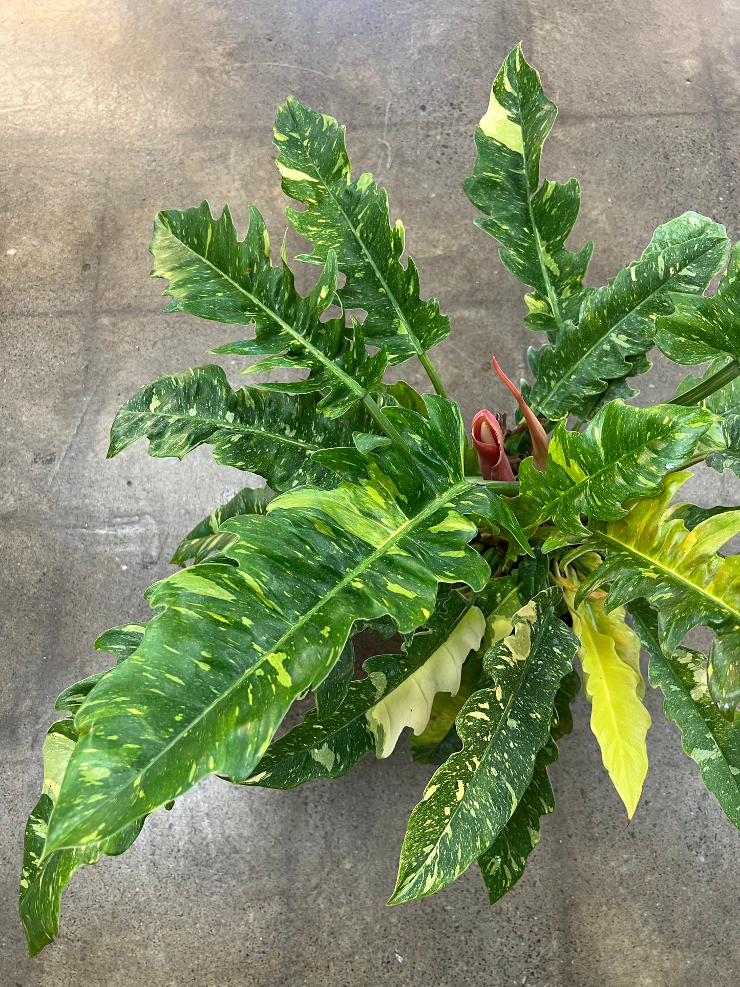 Philodendron Ring Of Fire