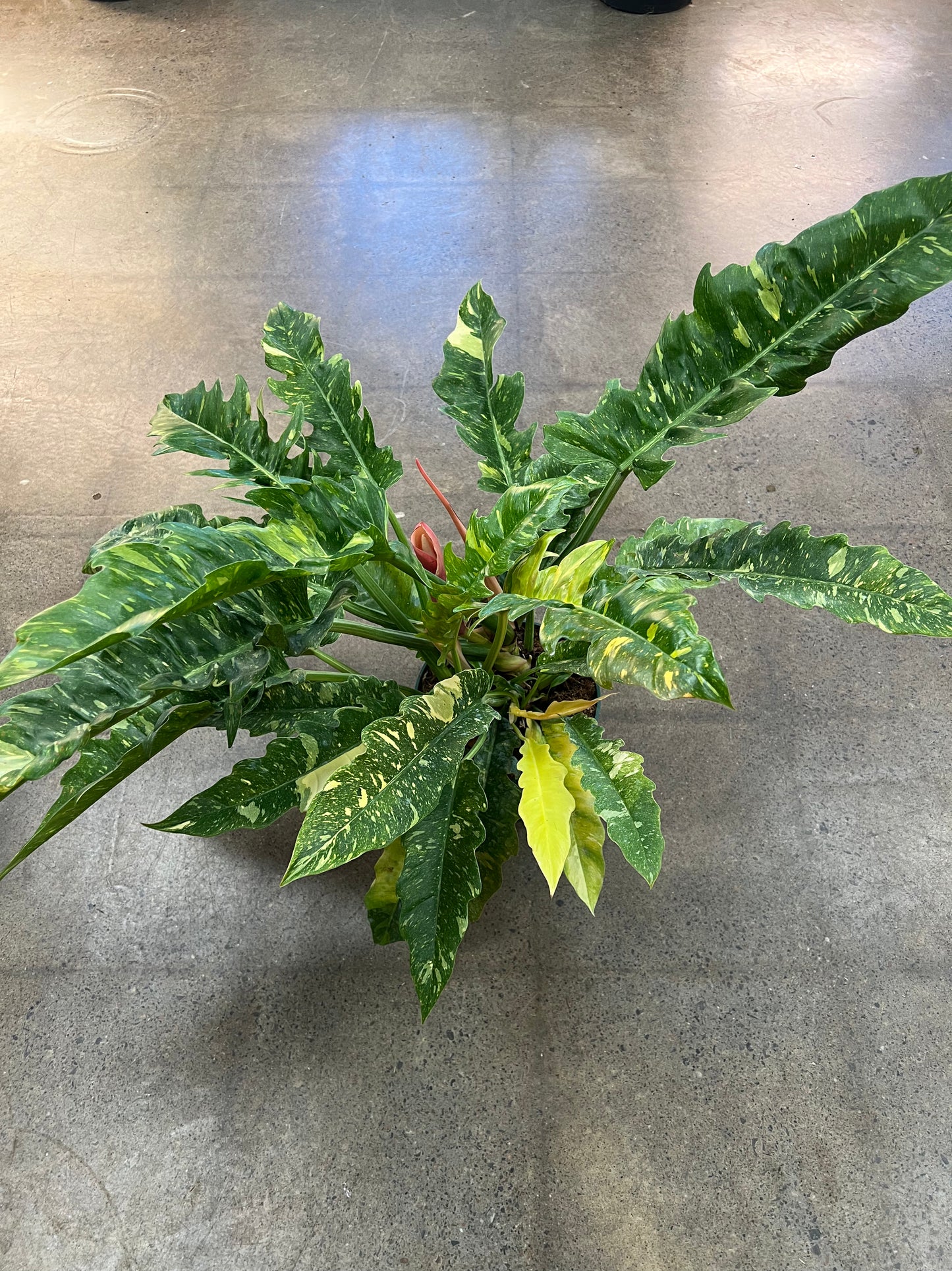 Philodendron Ring Of Fire