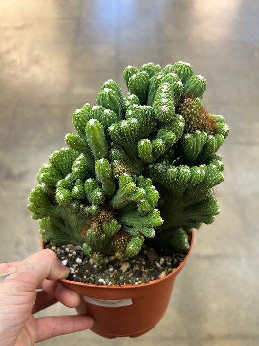 Cactus Coral Green