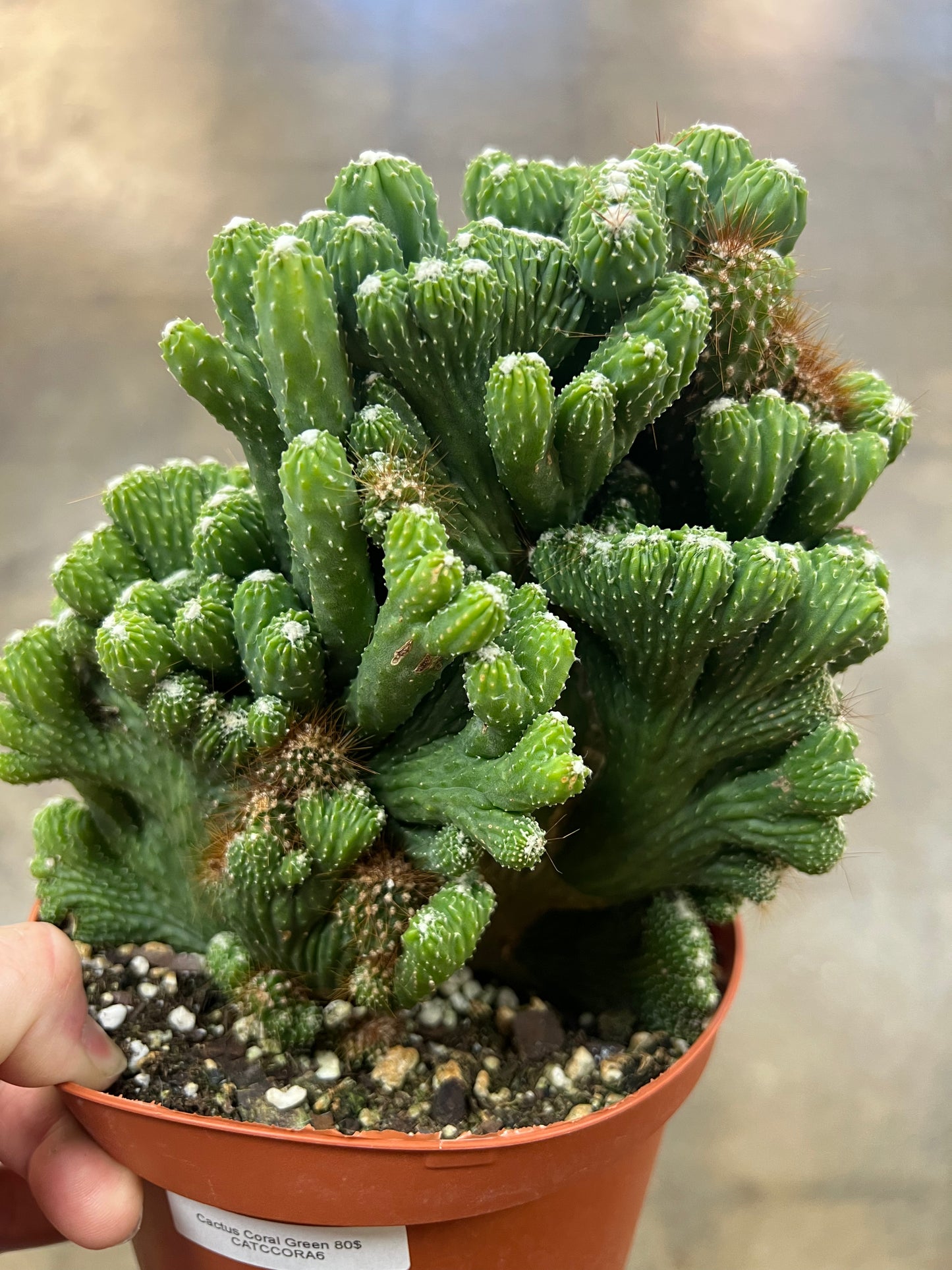Cactus Coral Green