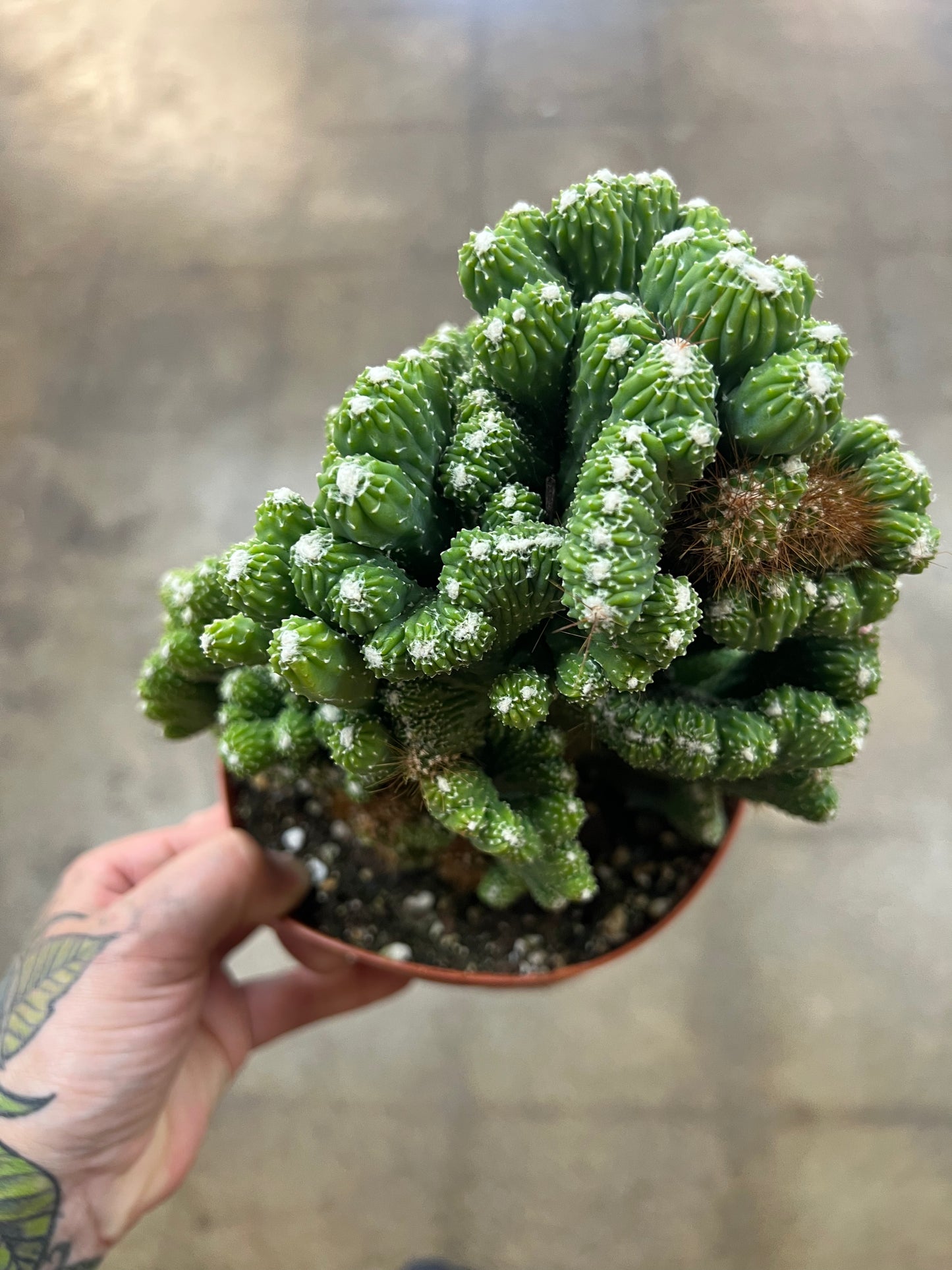 Cactus Coral Green