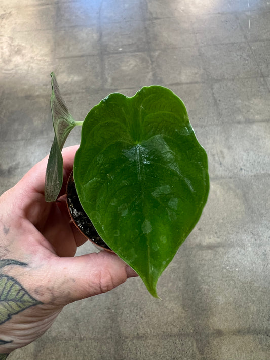 Alocasia Green Unicorn