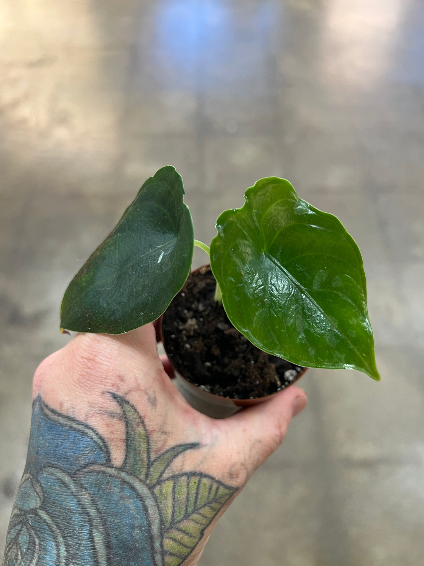 Alocasia Green Unicorn