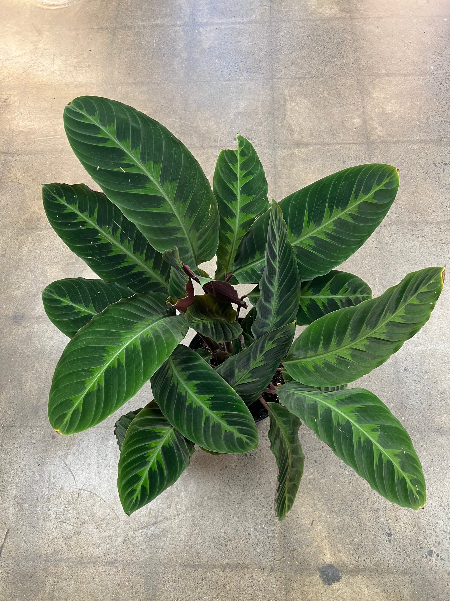 Calathea Warscewiczii