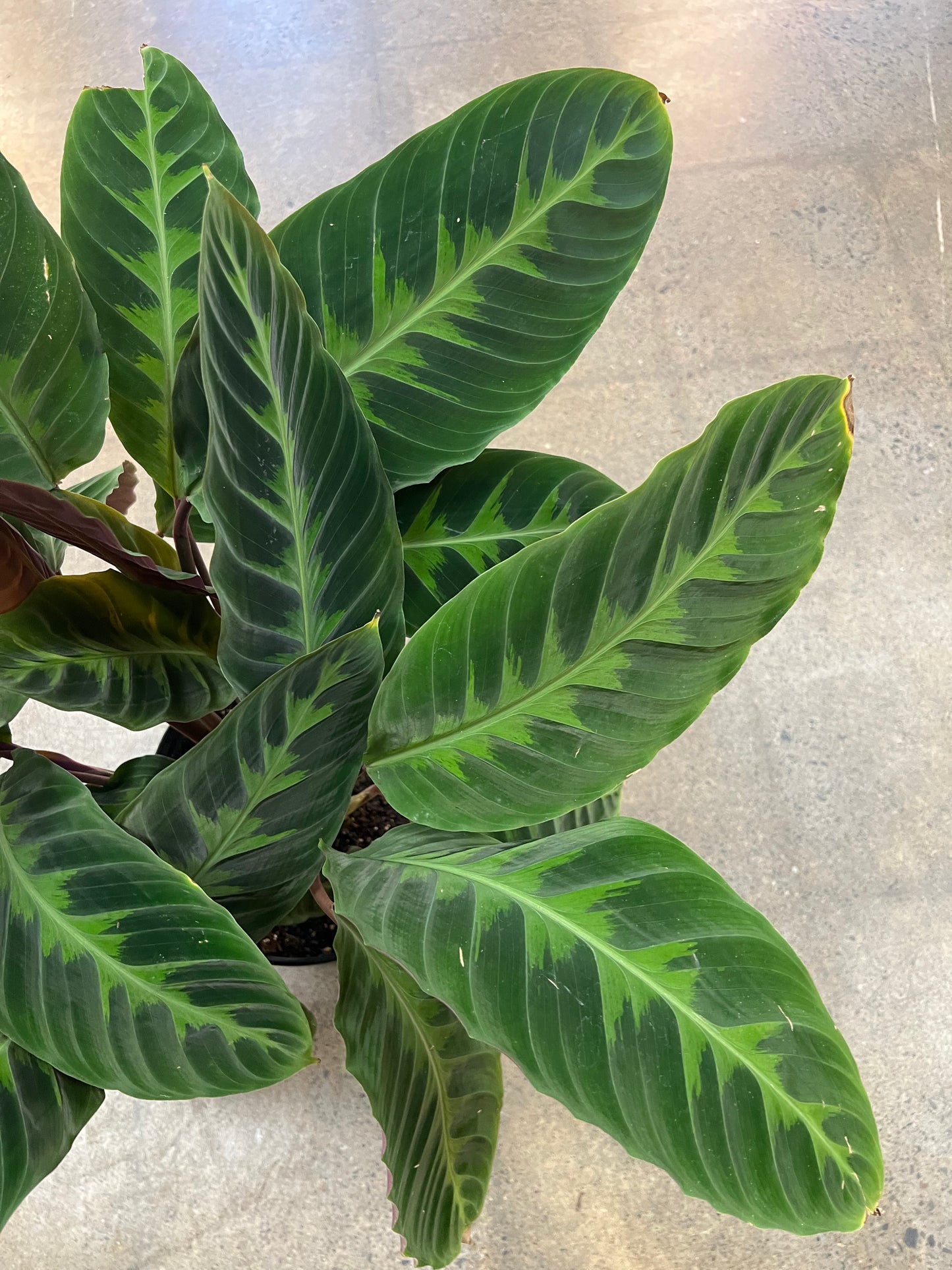 Calathea Warscewiczii