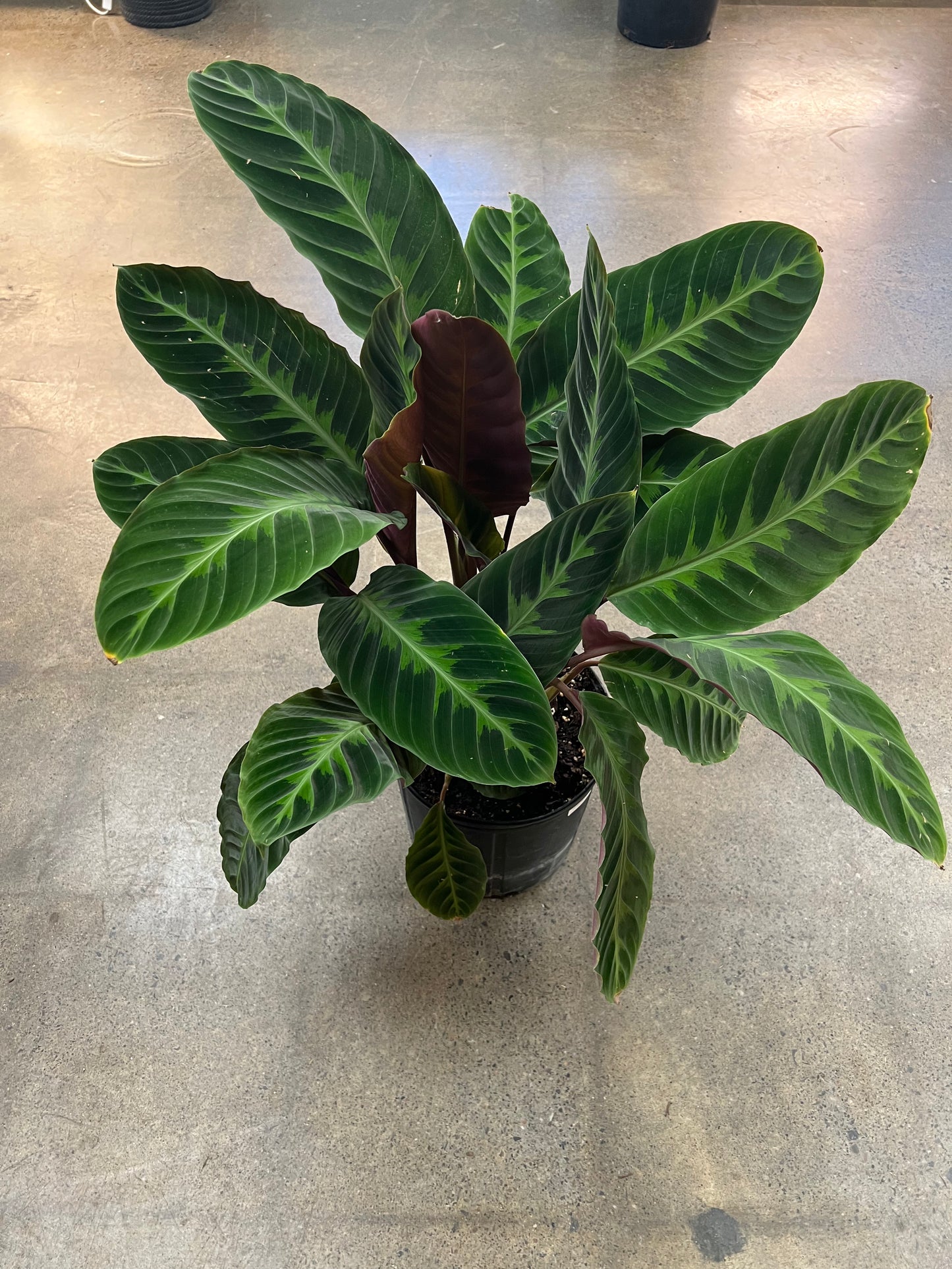 Calathea Warscewiczii