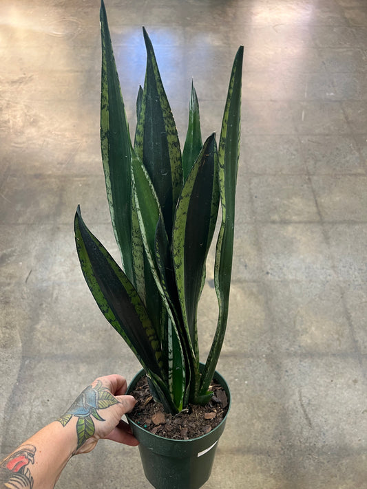Sansevière Silver Flame