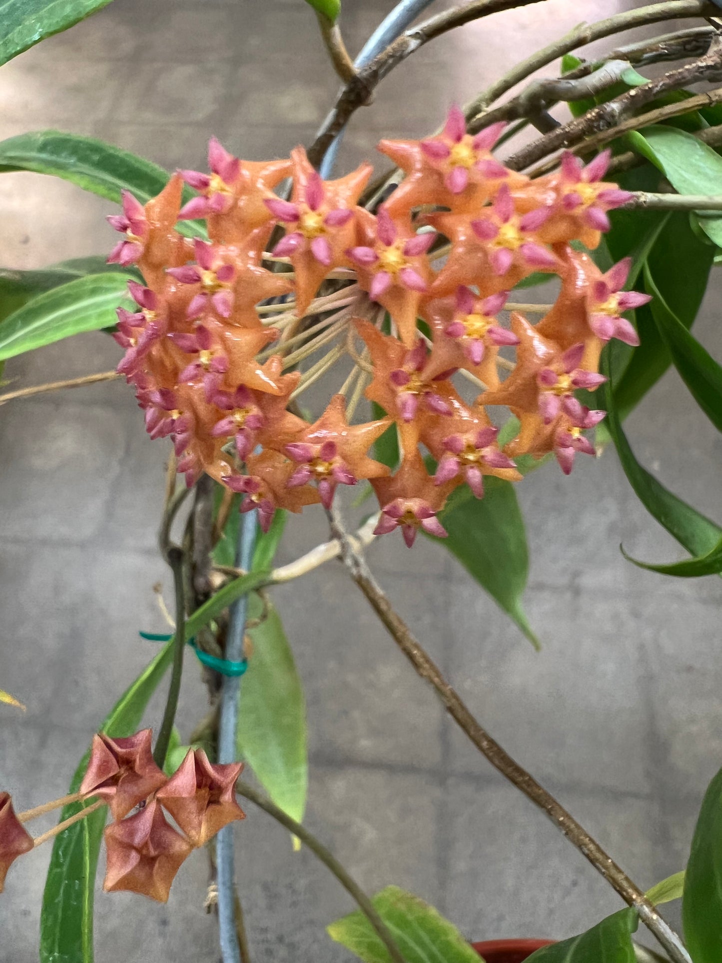 Hoya Blashernaezii SSP Valmayoriana