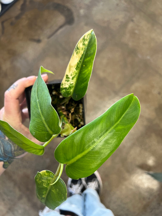 Philodendron Domesticum