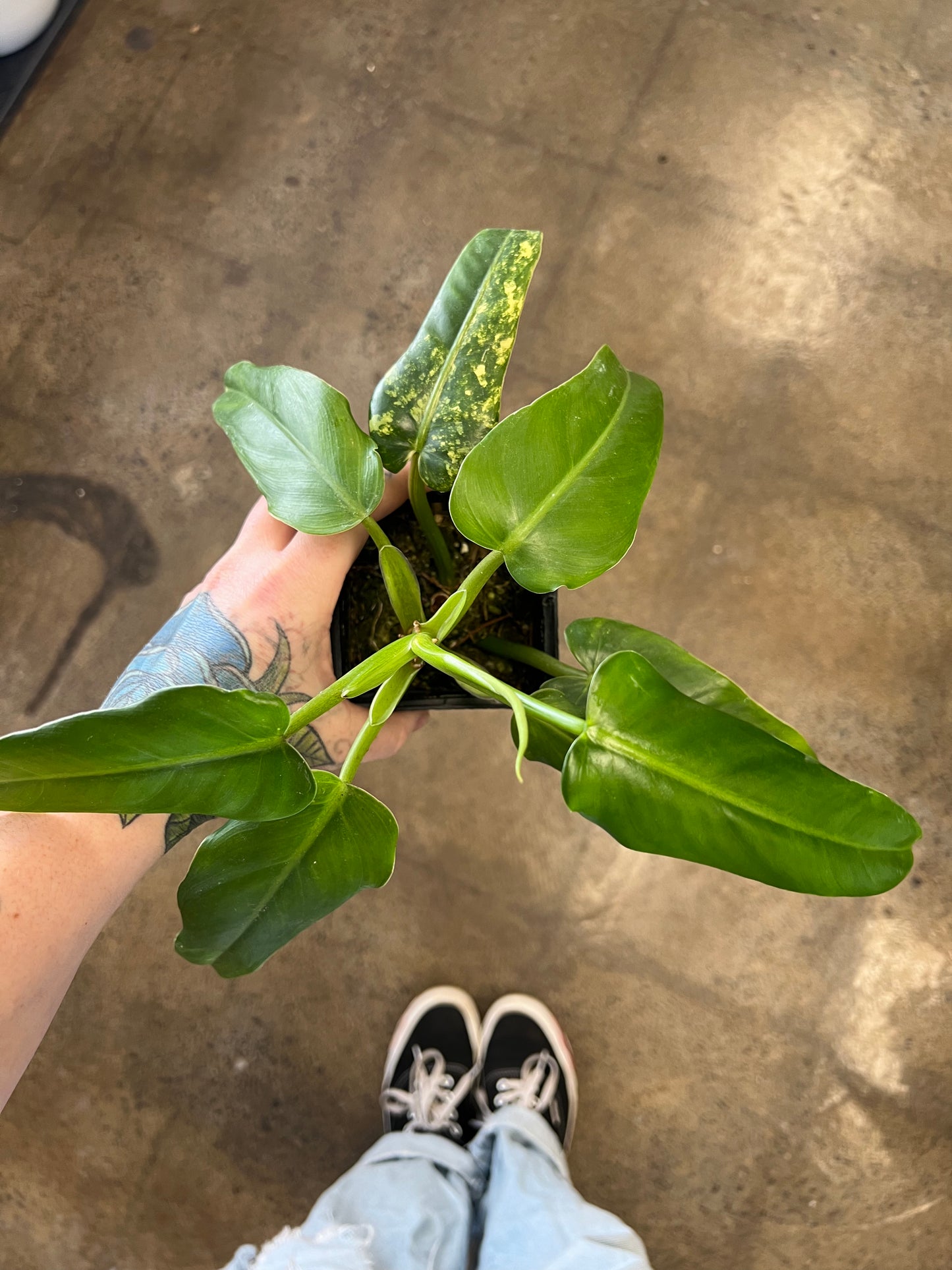 Philodendron Domesticum