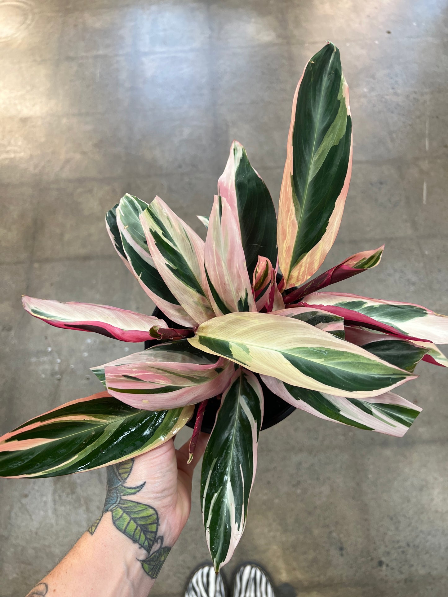 Stromanthe Triostar