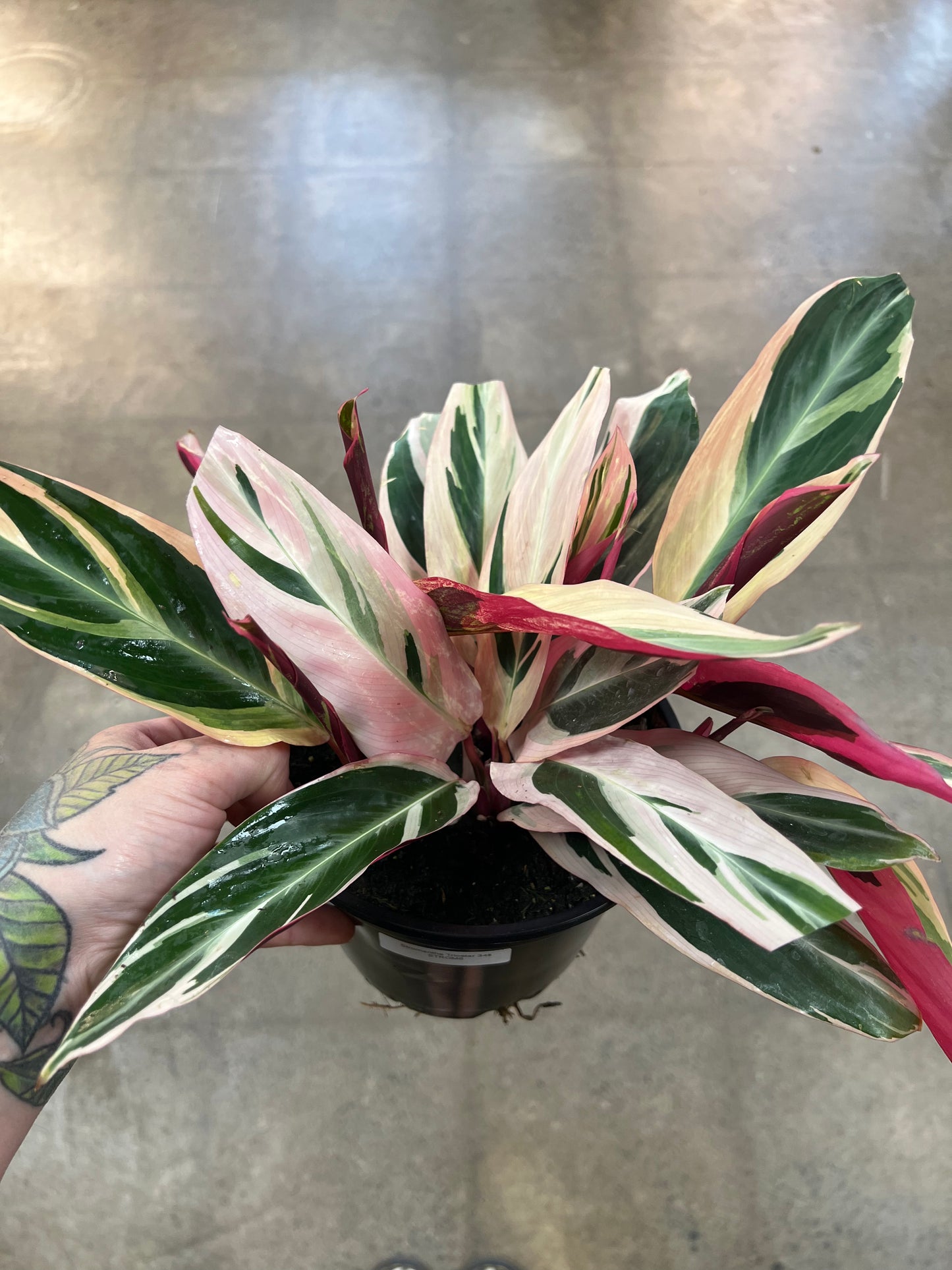 Stromanthe Triostar