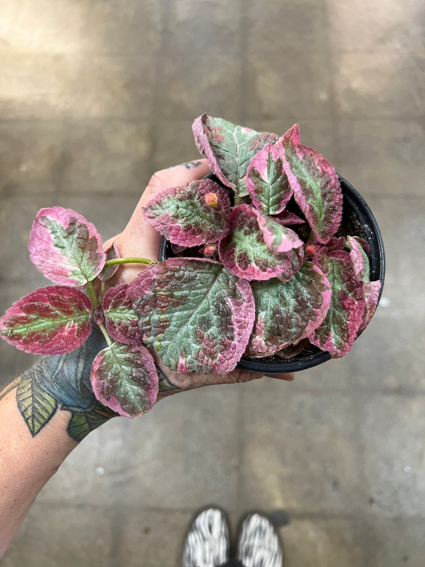 Episcia Pink Brocade
