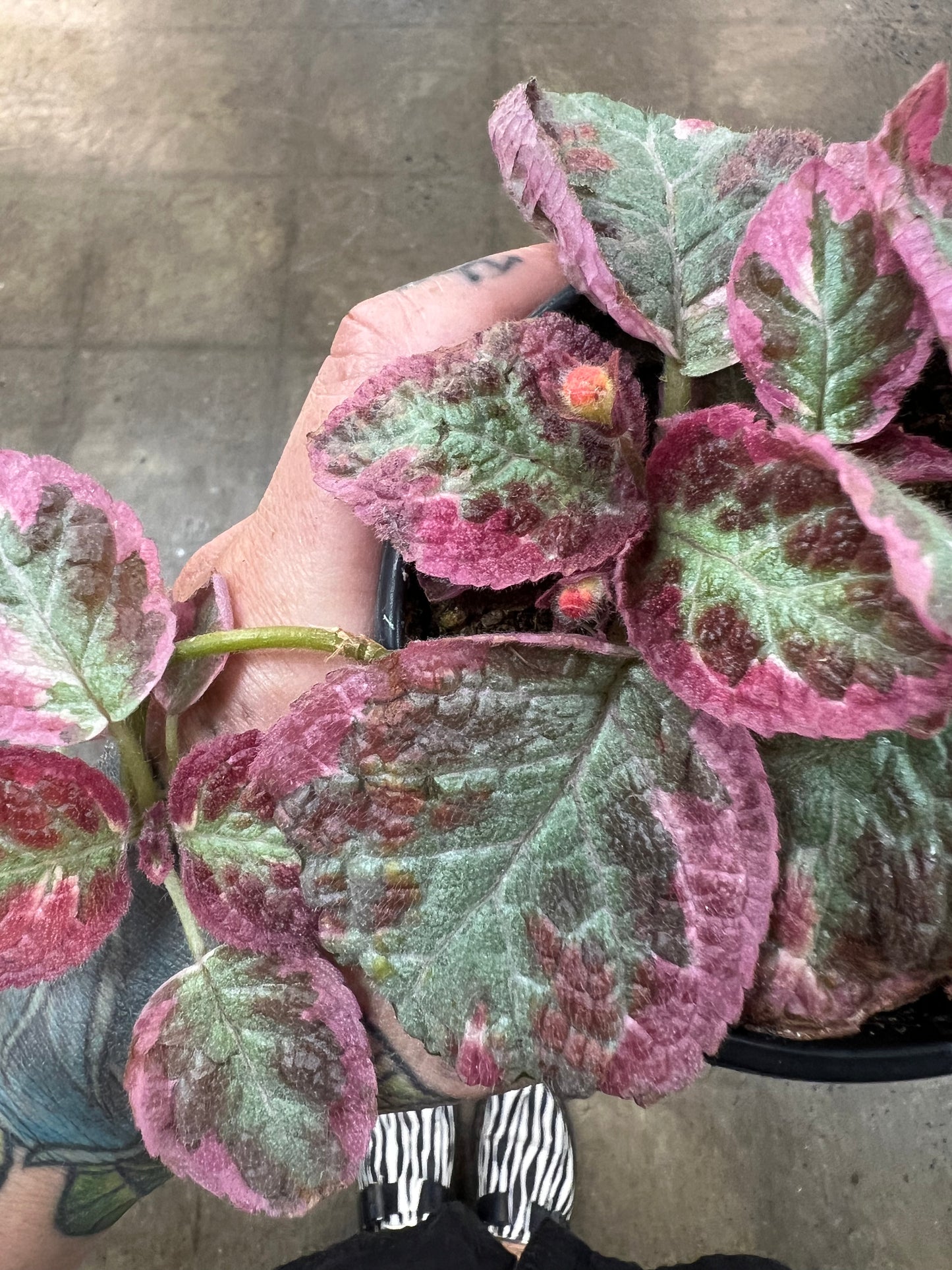 Episcia Pink Brocade