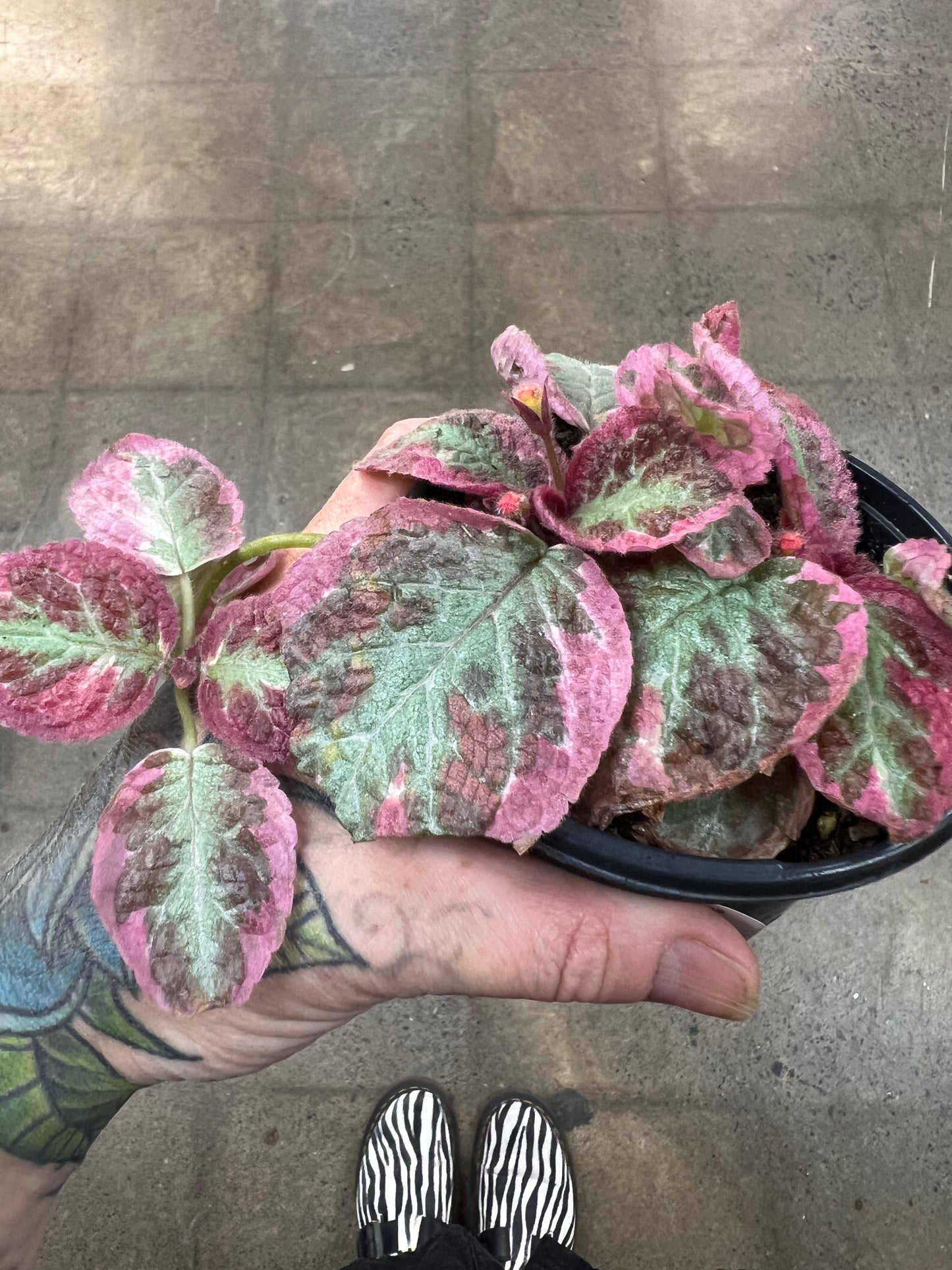 Episcia Pink Brocade