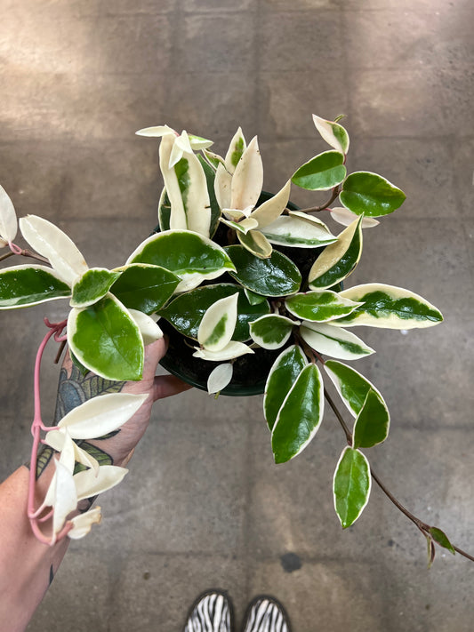 Hoya Krimson Queen