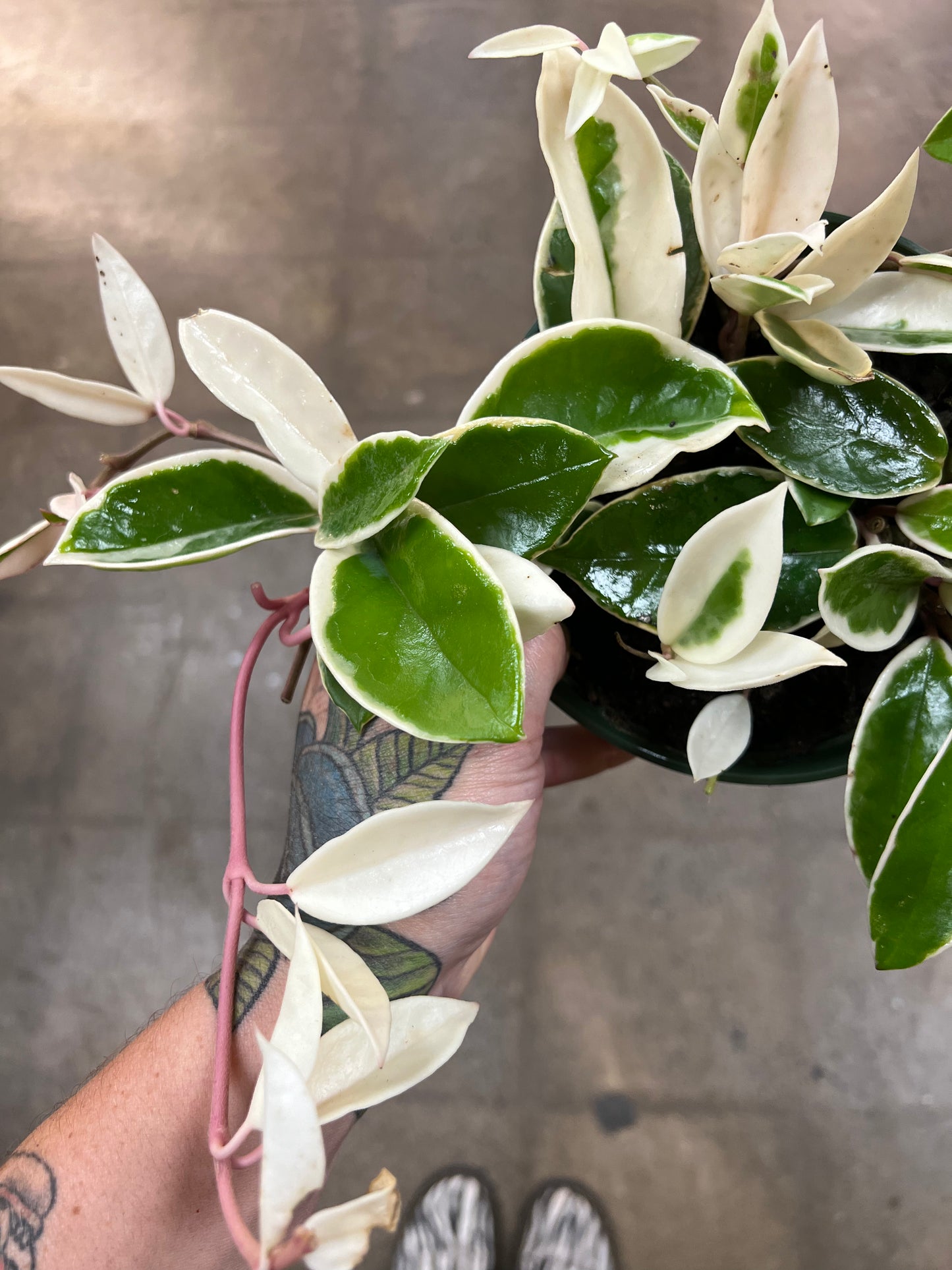 Hoya Krimson Queen
